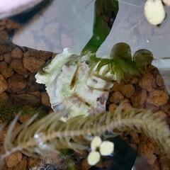 エビ　25匹　バケツごと