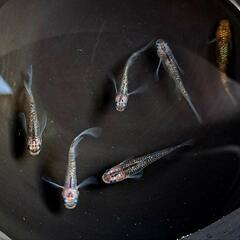 オーロララメリアルロングフィン。2ペア＋ヘテロメス。計6匹画像個体全て。の画像