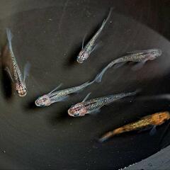 オーロララメリアルロングフィン。2ペア＋ヘテロメス。計6匹画像個体全て。の画像