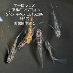 オーロララメリアルロングフィン。2ペア＋ヘテロメス。計6匹画像個体全て。の画像