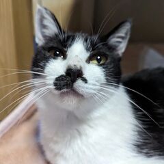 新しい家族を募集中！
