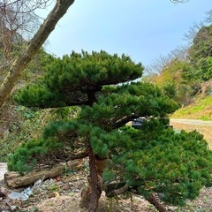 五葉松 約1,7m