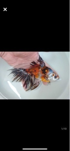 金魚オーロラ18センチ前後