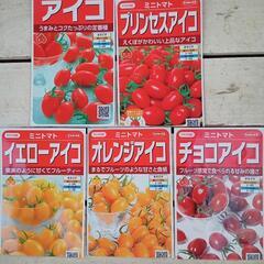 野菜苗ミニトマト(アイコシリーズ)の画像