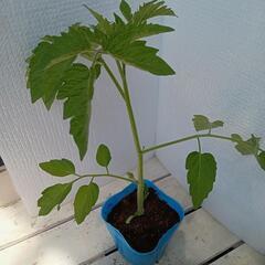 野菜苗ミニトマト(アイコシリーズ)