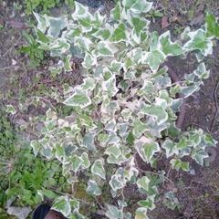 ヘデラ　アイビー　西洋ヅタ　ツル　園芸　植木　の画像
