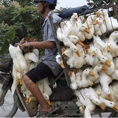 養鶏場からの2tダンプ運転手募集、マニュアル限定、未経験者大歓迎の画像