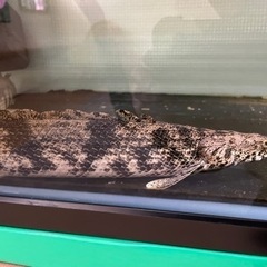 ポリプテルスエンドリケリー