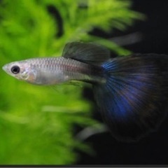 ブルーグラス、レッドグラス、ブラオの若魚10匹の画像