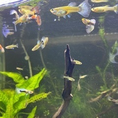 ブルーグラス、レッドグラス、ブラオの若魚10匹の画像