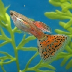 ブルーグラス、レッドグラス、ブラオの若魚10匹の画像