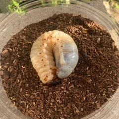 カブトムシの幼虫！！