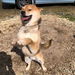 超優良血統柴犬　生後1歳8か月　男の子