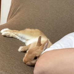 【勉強友募集🐰】勉強友達増やしたい人お話したいです✨🤗✨ - 友達