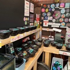 【五桜メダカ】4月13日　横須賀メダカ無人販売