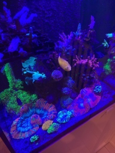 サンゴ　海水水槽　ソフトコーラル/LPS/SPS