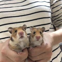 【おうちが決まりました！】ゴールデンハムスター