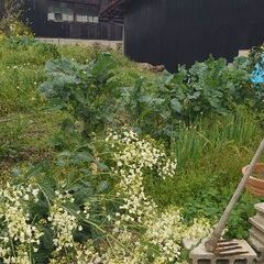 ガルガケール原種の種の採取権の画像