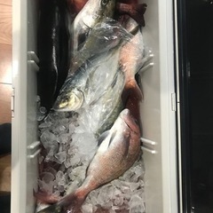 釣りメンバー募集です‼︎