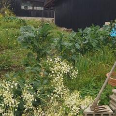 ガルガケール原種の種の採取権