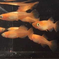 終了⭐️  楊貴妃ヒカリ　⭐️メダカ　3ペア　お買い得です！