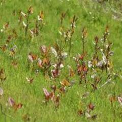 和歌山県の南部で山菜狩りしてみませんか
