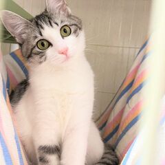 in春日井市☆保護猫たちの譲渡会2023年4月15日（土）～ 非...