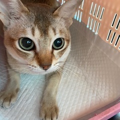 シンガプーラ