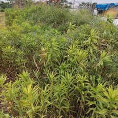 農家の草刈り屋さん − 大阪府
