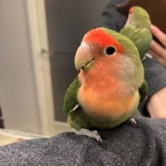 コザクラインコ