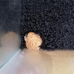 クランウェルツノガエル