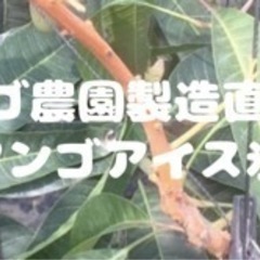 マンゴカキ氷の店舗販売【募集】アルバイトスタッフ募集中！の画像