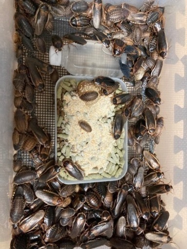 （お話し中）デュビア生体＋飼育セット