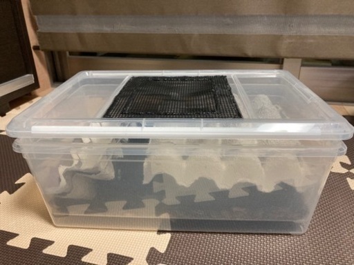 （お話し中）デュビア生体＋飼育セット
