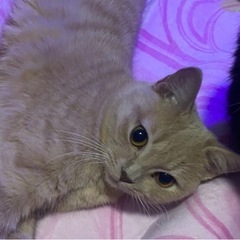 スコティッシュフォールド メス猫 〜急募〜