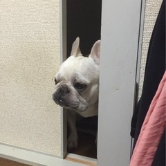 フレンチブルドッグ