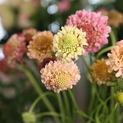 5月　季節を楽しむアレンジメントの画像