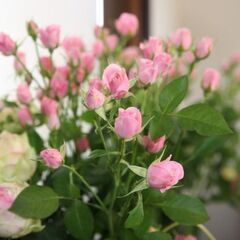 5月　季節を楽しむアレンジメントの画像