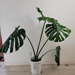 決まりました  挿し木  モンステラ