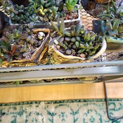多肉植物アドロミスクス　多数　作家鉢寄せ植え28鉢ほどの画像