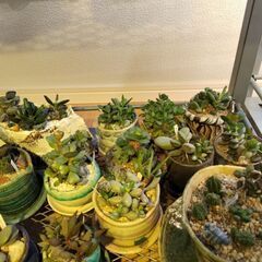 多肉植物アドロミスクス　多数　作家鉢寄せ植え28鉢ほどの画像