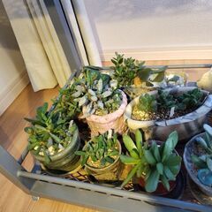 多肉植物アドロミスクス　多数　作家鉢寄せ植え28鉢ほどの画像