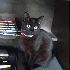 【里親さん決定しました】