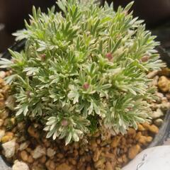 植物好きさん集まれ！女性限定
