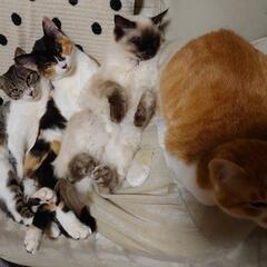 保護猫