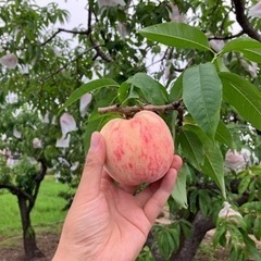 果物など栽培してみませんか？　素人OK お手伝いお願いします。