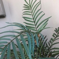 無料！パームヤシのフェイクグリーン（観葉植物）の画像