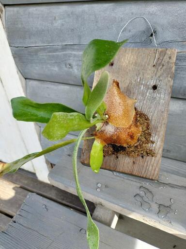 ビカクシダ　ネザーランド　板付け　観葉植物