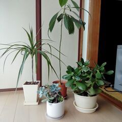 観葉植物　４鉢《お取引中》