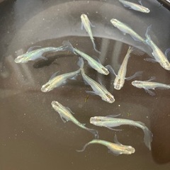 緑光ヒレナガメダカ成魚1ペアー。の画像